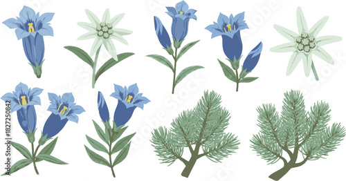 Alpine Flora Collection Edelweiss Gentian and Pine Branches.