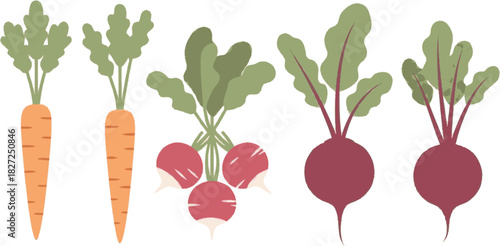 Freshly Harvested Root Vegetables Carrots Radishes and Beets with Green Leaves.
