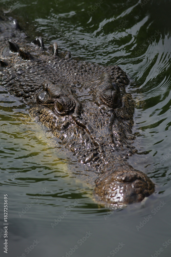 Fototapeta premium Saltwater Crocodile Eyes