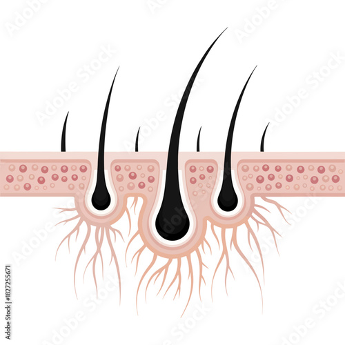 Hair root anatomy diagam