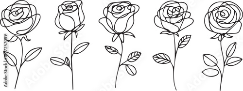 rose handdrawn continuous line rose graphics for greeting card