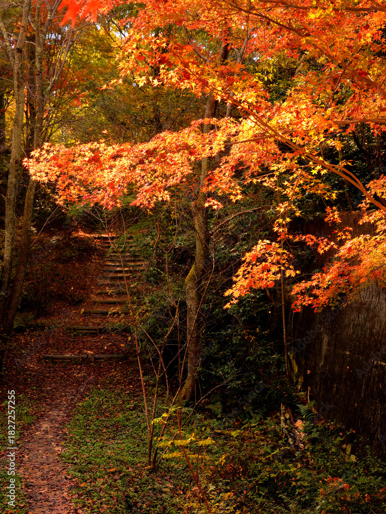 Fototapeta premium みごとな紅葉に包まれた山の中の雑木林の小径