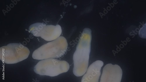 Clinostomum spp. are freshwater flukes with a worldwide distribution and a complex life cycle involving multiple hosts, including snails (intermediate hosts), fish or amphibians (secondary intermediat