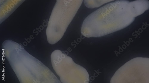 Clinostomum spp. are freshwater flukes with a worldwide distribution and a complex life cycle involving multiple hosts, including snails (intermediate hosts), fish or amphibians (secondary intermediat