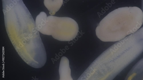 Clinostomum spp. are freshwater flukes with a worldwide distribution and a complex life cycle involving multiple hosts, including snails (intermediate hosts), fish or amphibians (secondary intermediat