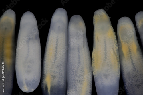 Clinostomum spp. are freshwater flukes with a worldwide distribution and a complex life cycle involving multiple hosts, including snails (intermediate hosts), fish or amphibians (secondary intermediat