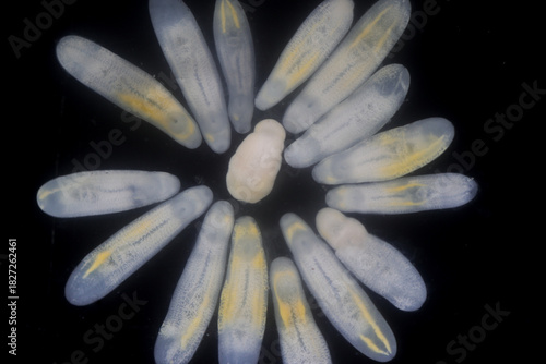 Clinostomum spp. are freshwater flukes with a worldwide distribution and a complex life cycle involving multiple hosts, including snails (intermediate hosts), fish or amphibians (secondary intermediat