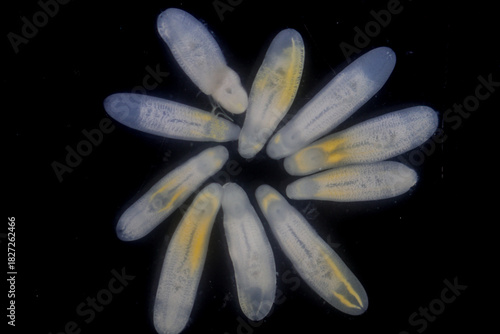 Clinostomum spp. are freshwater flukes with a worldwide distribution and a complex life cycle involving multiple hosts, including snails (intermediate hosts), fish or amphibians (secondary intermediat