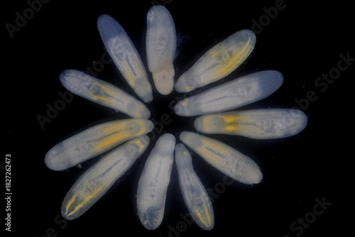 Clinostomum spp. are freshwater flukes with a worldwide distribution and a complex life cycle involving multiple hosts, including snails (intermediate hosts), fish or amphibians (secondary intermediat