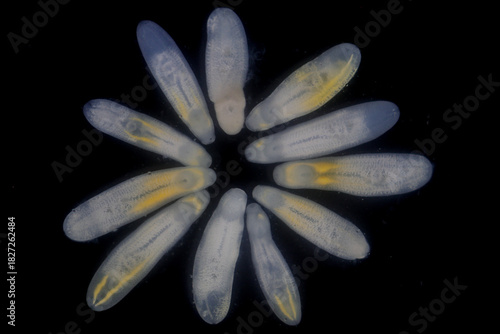 Clinostomum spp. are freshwater flukes with a worldwide distribution and a complex life cycle involving multiple hosts, including snails (intermediate hosts), fish or amphibians (secondary intermediat