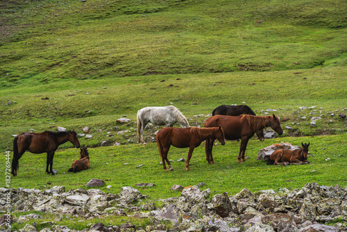 cows in the field