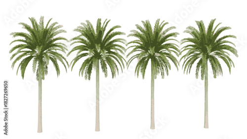 Row of Four Green Palm Trees on White Background tropical foliage