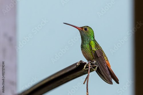 Rufous Tailed Hummingbird taking a break