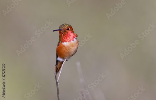 Rufous hummingbird showing off its jewelery