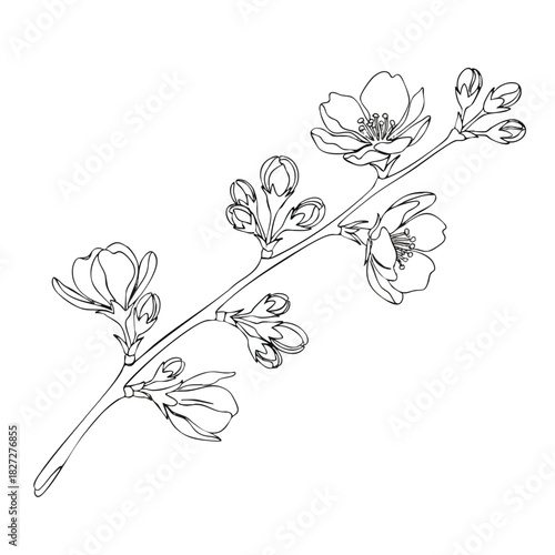 Line drawing of a flowering branch with buds and blossoms on a white background in a simple style.