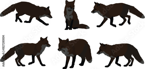 Cad drawing flat vector illustration of fox animal silhouettes, wild forest predator walking standing and sitting in natural wildlife pose