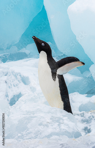 Adelie Penguin throwing a tantrum