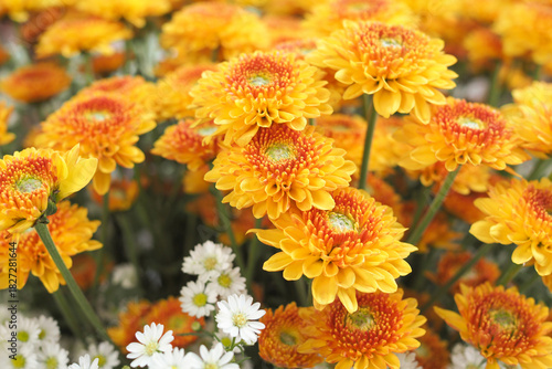 Vibrant Yellow and Orange Chrysanthemum Flowers Blooming in a Garden