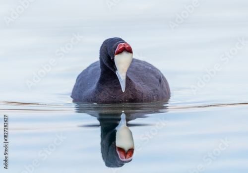 Red Knobbed Coot floating in a lake