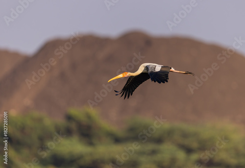 Painted Stork gracefully flying overhead during sunset