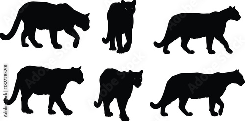 Wild cougar silhouette vector set, mountain lion walking poses, big cat wildlife design, jungle predator illustration, nature animal graphic art collection