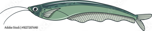 Illustration of a Featherfin Knifefish