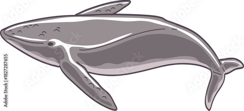 Illustration of a Gray Whale