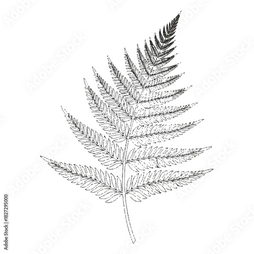 Detailed illustration of a single fern leaf with intricate fronds and veins on a white background.