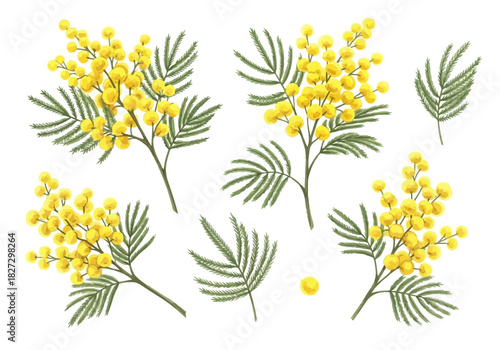 Beautiful set of mimosa acacia dealbata flower branches and leaves illustration for spring design