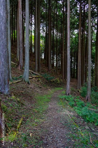 高山・市民の森