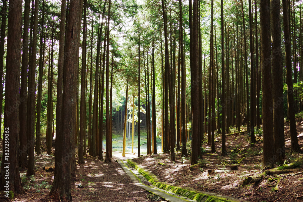 Naklejka premium 高山・市民の森