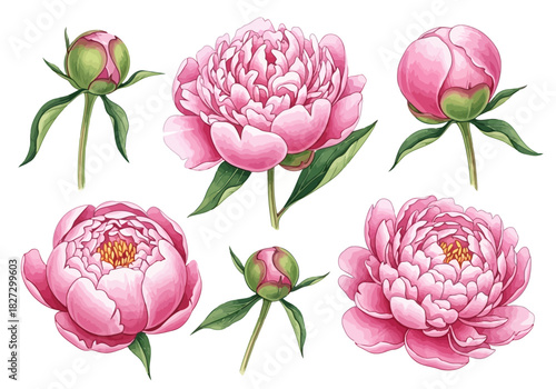 Watercolor illustration of pink peony flower bloom and bud set for botanical design