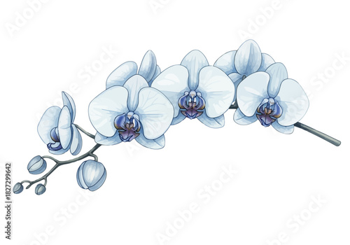 Watercolor illustration of a delicate branch of light blue and white phalaenopsis orchid flowers