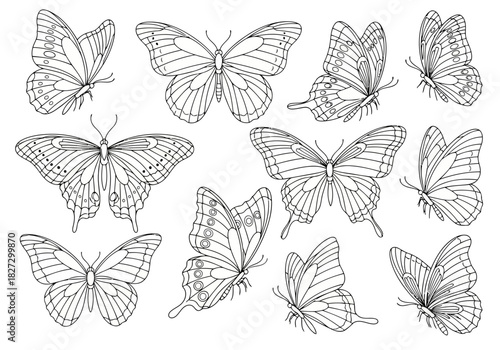 Collection of ten detailed black and white hand drawn butterfly sketches