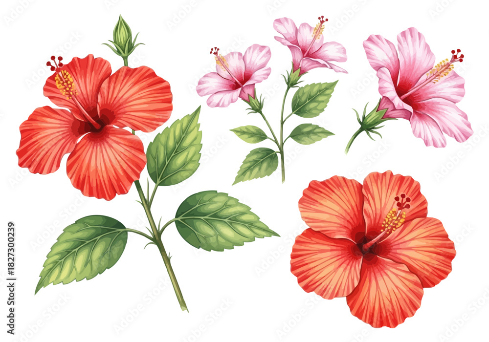 Fototapeta premium Watercolor illustration of beautiful pink and red hibiscus flowers with green leaf branch