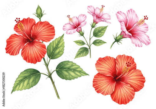 Watercolor illustration of beautiful pink and red hibiscus flowers with green leaf branch