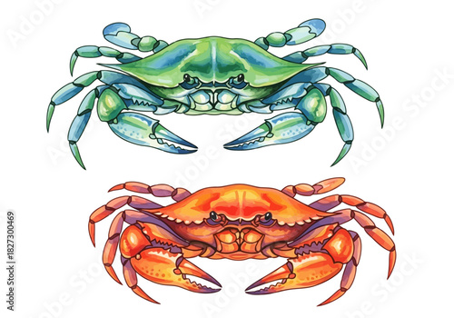 Watercolor illustration of two crabs, one greenblue and one orangered