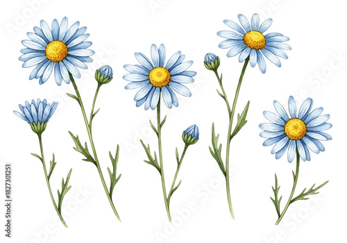 Watercolor illustration of several light blue daisy flowers with yellow centers