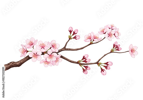 Watercolor illustration of a delicate cherry blossom branch with soft pink flowers and buds