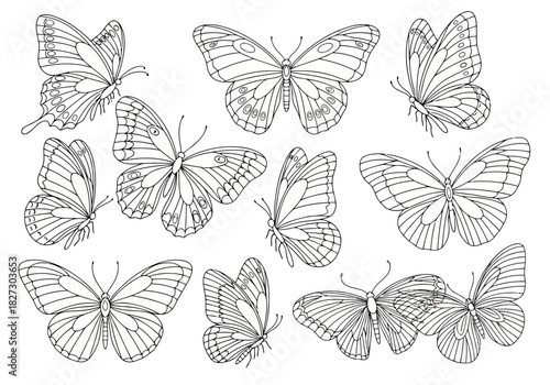 Collection of detailed hand drawn butterfly sketches in black ink