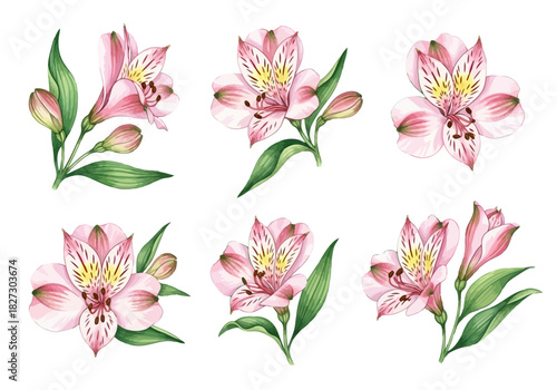 Collection of six delicate pink alstroemeria lily flower blossom and bud illustrations