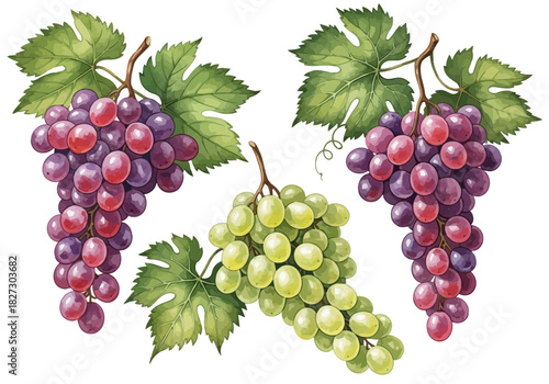 Watercolor illustration of three bunches of grapes, two red and one green, with leaves