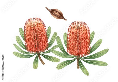 Watercolor illustration of two orange banksia flower heads with green leaves and a seed pod
