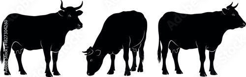 Set of three dairy cow silhouettes in standing and grazing poses, vector illustration representing farm animals, livestock, cattle, and agriculture graphic design