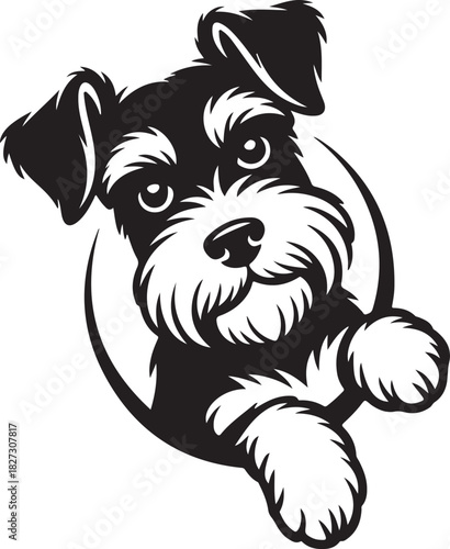 Miniature schnauzer dog peeking face dog