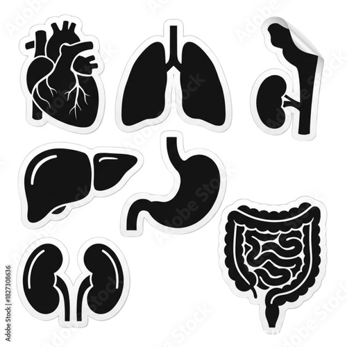 Vector icon set illustration of human organs and heart silhouette design pattern
