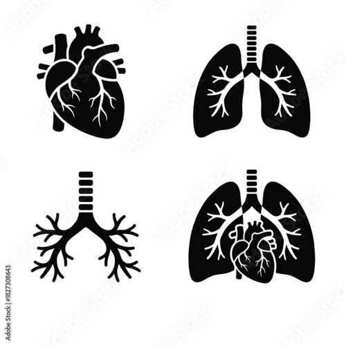 vector set of illustrations of human internal organs containing lungs, heart, etc. for presentations