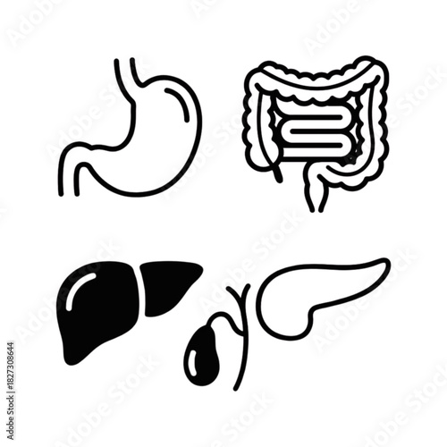 vector set of illustrations of human internal organs for presentations