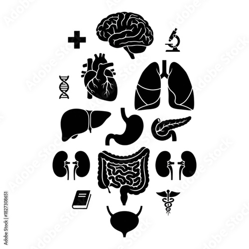 human internal organs vector set for presentation