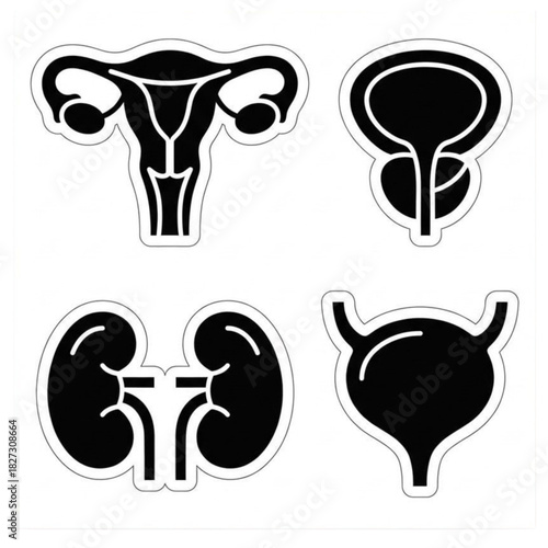 Vector illustration of human internal organs set for medical nursing presentation practice, featuring kidneys, vagina, and bladder